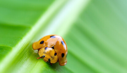 Orange Ladybug Insect Macro Photography on green banana Leaf © NARONG