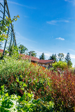 Vibrant garden scene under a clear blue sky, featuring diverse plants, houses, and trees.