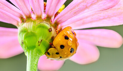 Orange Ladybird Beetle Clinging to Flower Stem, Macro © NARONG