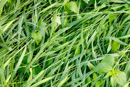 Close-up of vibrant green grass and various leaves covered in fresh water droplets, creating a natur