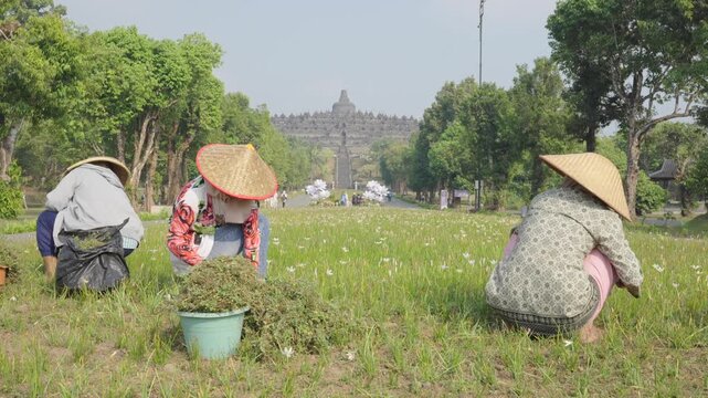 Indonesian women gardening near borobudur temple