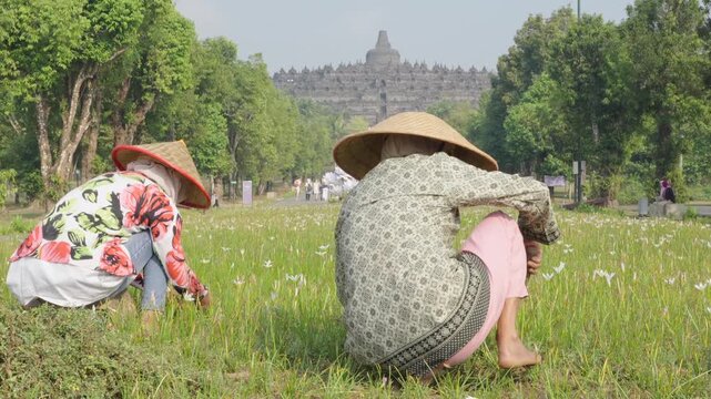 Indonesian women working in a field near borobudur temple