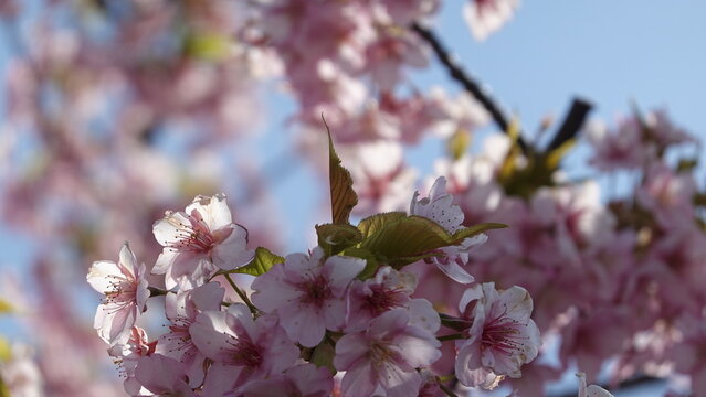 美しい梅の花