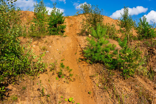 Steep sandy trail carved into a hillside by dirt bikes, featuring tire tracks through young pine trees and sparse vegetation in a sunny summer old quarry landscape