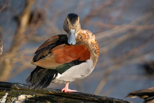 Ente am Wasser