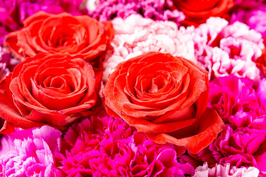 Vibrant bouquet of red roses and pink carnations in full bloom, displaying rich crimson and magenta colors arranged together for celebration and gifting