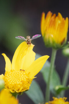 Sweat Bee and Ant Share the Same Flower
