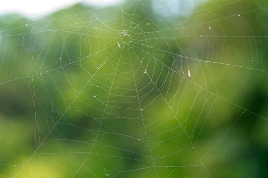 Intricate geometric spider web pattern backlit against smooth green foliage background.