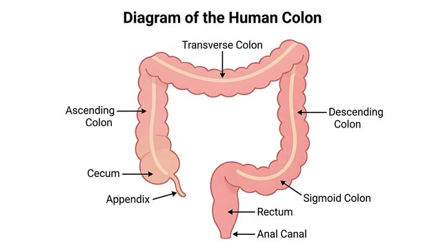 Diagram of the human colon with labeled sections including ascending colon