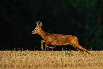 Rehbock im Sprung © Christian