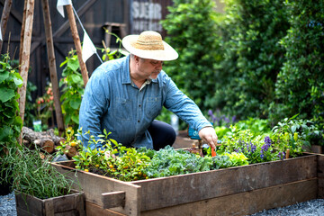 Naklejka premium Man gardening in raised bed