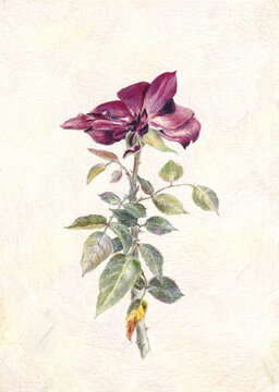 Botanical illustration of a dark red rose loosing its petals; colored pencils drawing on elegant vintage textured background. For books, art prints, greeting cards