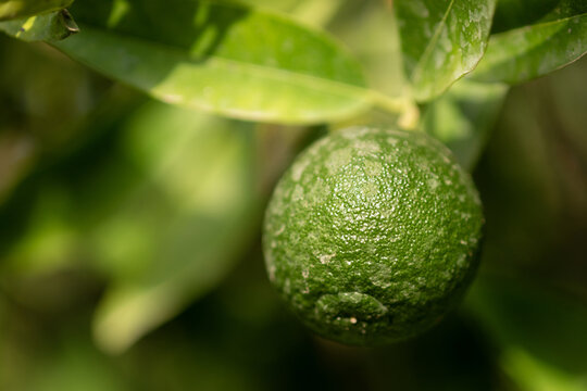 Gros plan sur un citron vert