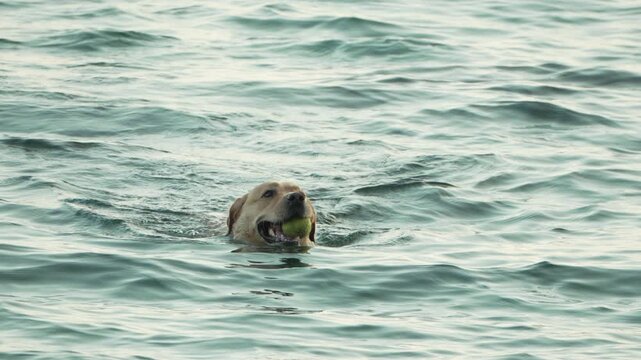 Labrador retriever swimming happily in calm ocean waters while holding a tennis ball in mouth. Medium static shot.
