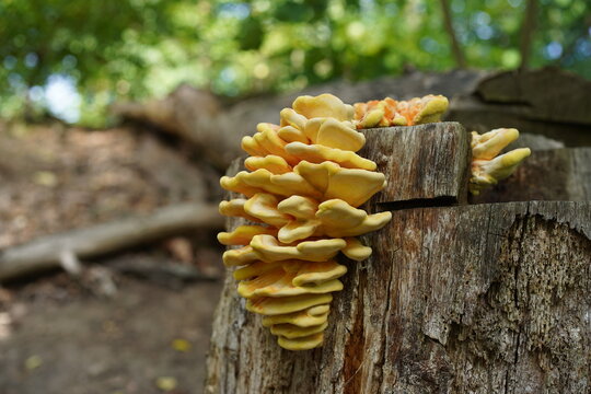 Leuchtend gelber Schwefelporling (Laetiporus sulphureus) an einem alten Baumstumpf im Wald 
