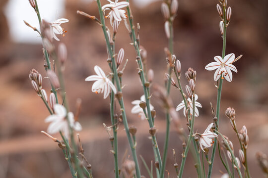 Onion weed flowers, Asphodelus fistulosus, Flinders Ranges South Australia