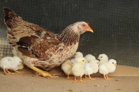 Mother hen with baby chicks in the cage.