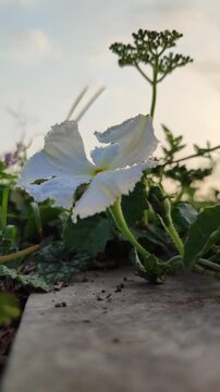 Delicate Convolvulaceae flower blooming with a graceful funnel-shaped corolla, surrounded by fresh green foliage, showcasing the natural beauty of tropical flowering vines.