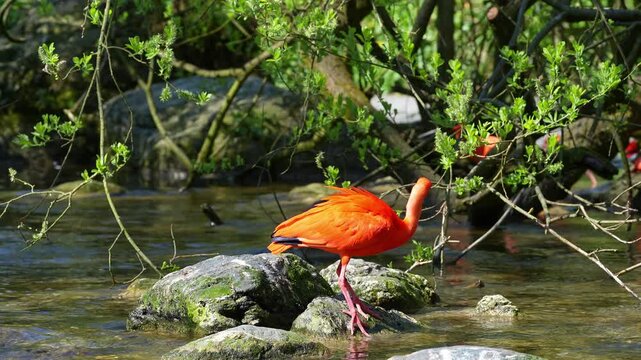 Scarlet ibis, Eudocimus ruber, bird of the Threskiornithidae family, admired by the reddish coloration of feathers, a consequence of crustaceans-based food