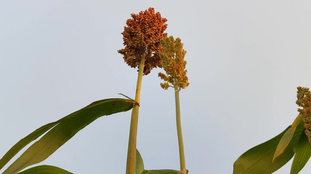 Sorghum bicolor plants growing in a cultivated garden, featuring tall stalks and mature grain heads, representing a resilient cereal crop for sustainable agriculture.