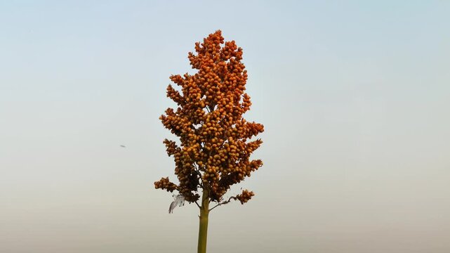 Sorghum bicolor plants growing in a cultivated garden, featuring tall stalks and mature grain heads, representing a resilient cereal crop for sustainable agriculture.