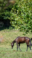 horse in the woods © marguerite