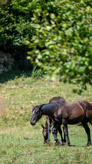 horse on the grass © marguerite