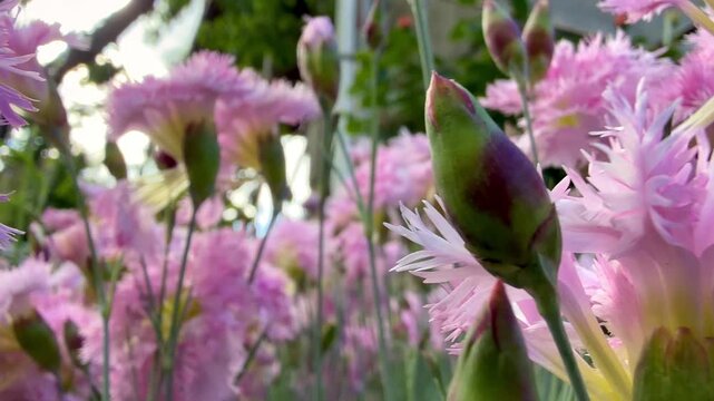 Close-up video showing soft pink feathered carnation flowers and green buds in a garden under soft natural lighting