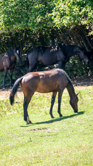 horse and foal © marguerite