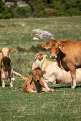 cows in a field © marguerite