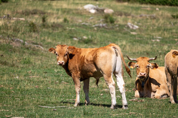 Fototapeta premium cows in a field