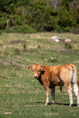 cow on the meadow © marguerite