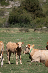 cows in a field © marguerite