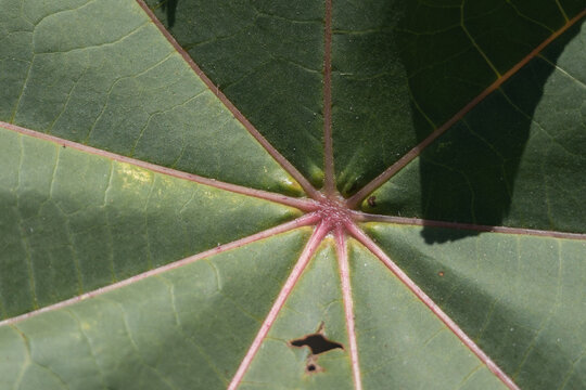 Green leaf showing detailed veins structure and organic pattern