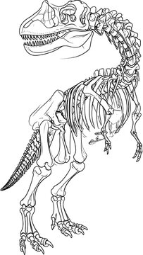 Detailed line drawing of a zebra in profile view.