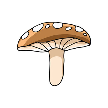 plant mushroom illustration, simple brown and white mushroom