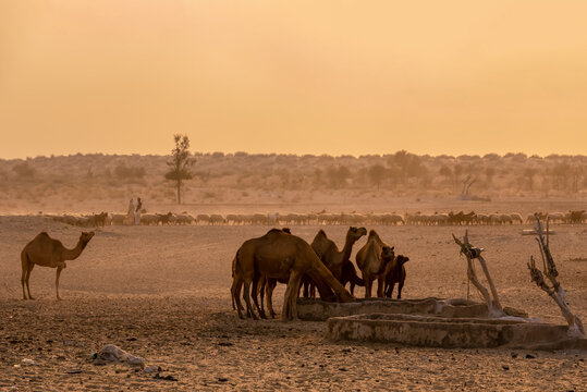 Bijnot, Punjab, Pakistan - 09 March 2017: View of camels drinking water at a trough in the Cholistan Desert with a herd of sheep in the background under a warm sunset sky.