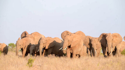 Obraz premium African Elephant herd with calves and tuskers across Tsavo East dry grassland, Kenya