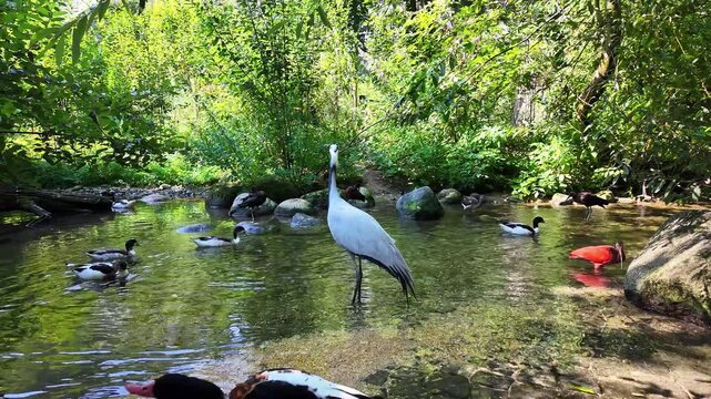 Demoiselle Crane, Anthropoides virgo are living in the bright green meadow during the day time. It is a species of crane found in central Eurosiberia