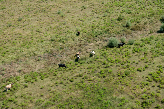 Aerial view of cows grazing on a grassy hillside near the Zeta River in Danilovgrad, Danilovgrad Municipal, Montenegro.