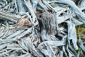 Naklejka premium Pile of bleached driftwood and weathered stumps