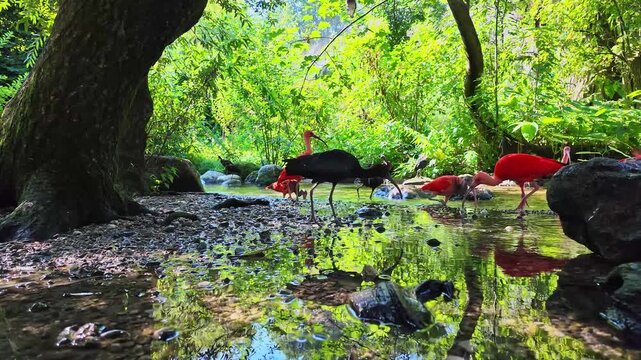 Scarlet ibis, Eudocimus ruber, bird of the Threskiornithidae family, admired by the reddish coloration of feathers, a consequence of crustaceans-based food