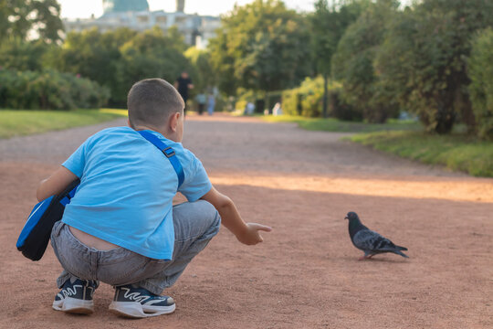 A boy in a blue T-shirt and pants tries to lure a pigeon and feed it. Children's pranks concept