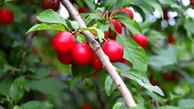 A close-up of a branch bowing with the weight of ripe red cherry plums and green leaves in a summer orchard. The video captures the juicy fruit ready for picking, lit by natural daylight, creating a f