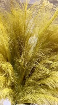 Pluma amarilla movida por el viento 