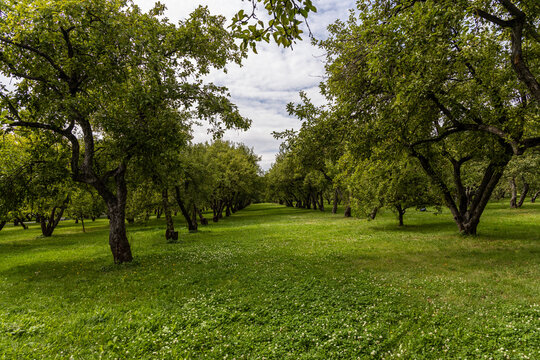 Symmetrical alley of old apple trees along a lush green grass path in an orchard park