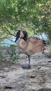 Goose standing on one leg in a park near water