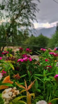 Colorful Flowers Blooming in Garden