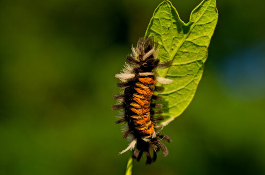 Detailed view of an orange and black milkweed tussock caterpillar basking on foliage in golden hour sunlight.