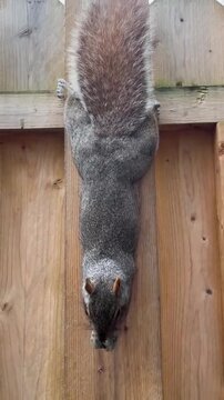Squirrel Hanging on Wooden Fence